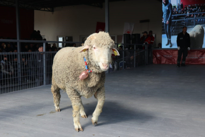 Tam 246 bin TL: Bursalı besici rekor fiyata koç aldı!