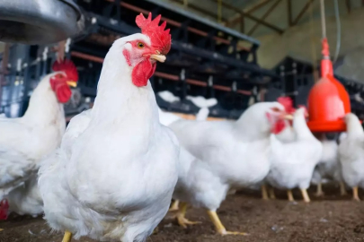 Türkiye'nin dev tavuk firmasına ait üründe ölümcül bakteri tespit edildi