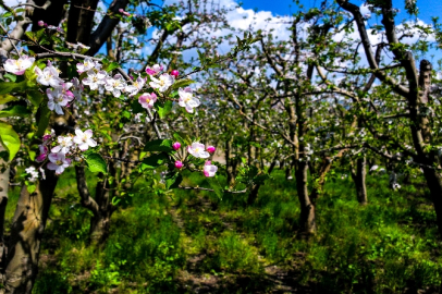 Bursa'da meyve ağaçları çiçeklendi