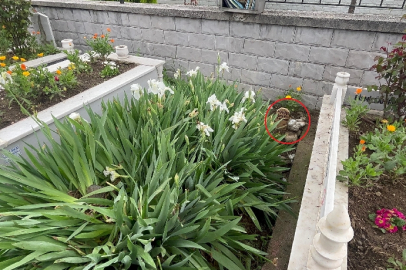 Bursa'da mezara defnedilen cenin için 'kaçak' soruşturması! Mezar açılacak...