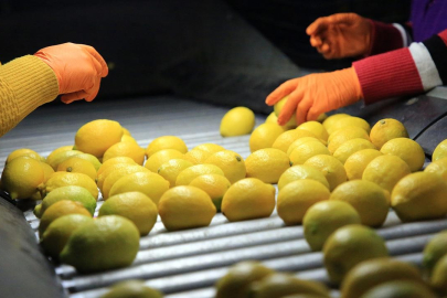 Limon ihracatında Irak ilk sıraya yükseldi