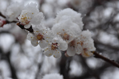 Meteorolojiden zirai don uyarısı