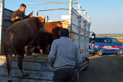 Tekirdağ’da yasal olmayan hayvan sevkine 105 bin ceza