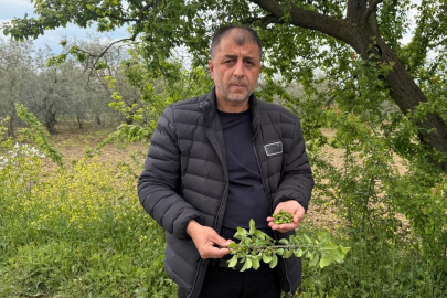 Bursa'da zirai don çiftçileri büyük zarara uğrattı