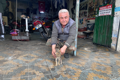 Esnafın duyarlılığı bir kediyi hayata bağladı
