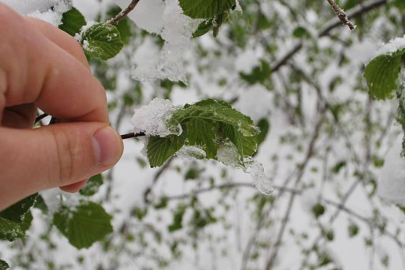 ÇKS kayıtlı çiftçiye zirai don desteği verilecek