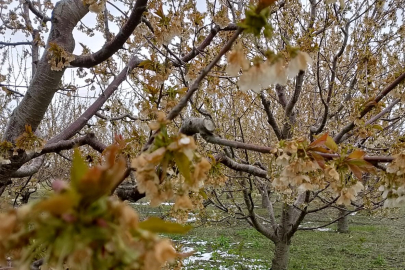 "Kraliyet kirazı" bu yıl çok az olacak