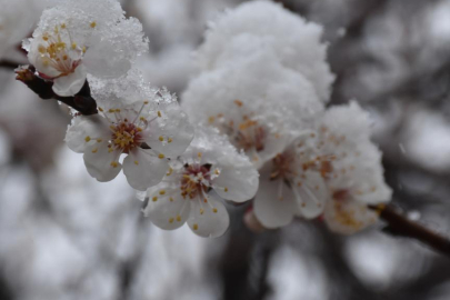 Meclis'te zirai don afetinin araştırılması için komisyon kuruldu