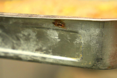 Böceklerin cirit attığı mekanda vatandaşa tatlı yedirmişler! iğrenç görüntülerin cezası...