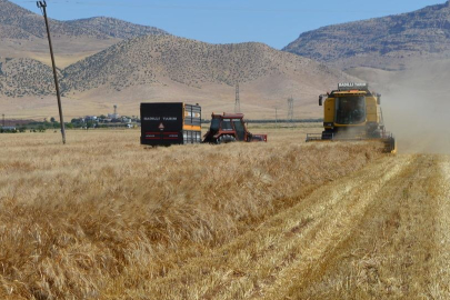 1 milyar TL'lik buğday vurgunu! 9 şüpheli tutuklandı...
