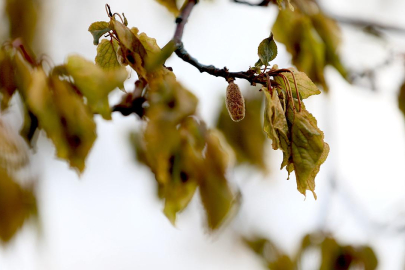 Zirai don 34 ilde 16 çeşit ürünü etkiledi