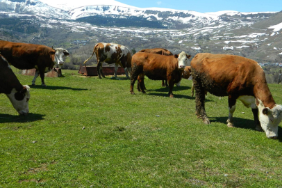 Ardahan Posof’ta bahar sevinci