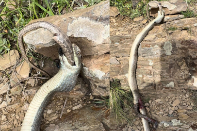 Hakkari'de yılan, bir başka yılanı yerken görüntülendi