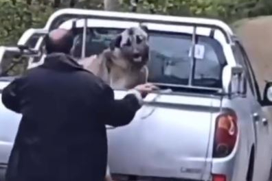 Trabzon'da kamyonette köpeğe halatla şiddet uyguladı, gözaltına alındı