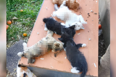Bursa'da vahşet! Yavru kedileri bıçaklayıp katlettiler