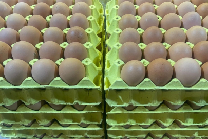 Bursa Uludağ Üniversitesi'nde üretilen tavuk yumurtaları daha hesaplı!