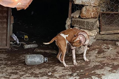 Manisa'da pitbull besleyen 2 kişiye 304 bin lira ceza