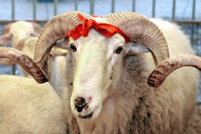 Diyanet, vekaletle kurban kesim bedellerini açıkladı