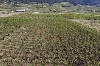 Bursa'da zirai dondan etkilenen ürünler için giderici önlemler alınması öneriliyor!