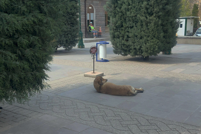 Eskişehir’de 23 Nisan’da köpeklerin saldırısına uğrayan 2 çocuk yaralandı