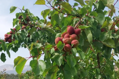 Kayısıda Malatya’nın en büyük rakibi hasada başladı