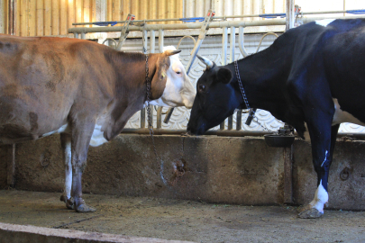 Kırmızı Et Üreticileri Birliği, Güney Amerika'dan hayvan ithalatı planlıyor