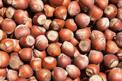 Samsun'da fındık hırsızlığına 3 tutuklama