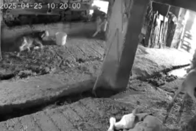 Kütahya’daki deprem anı ahırdaki inek ve buzağıları korkuttu