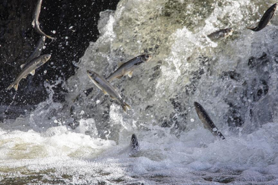 Van'da ekipler "inci kefali" denetiminde