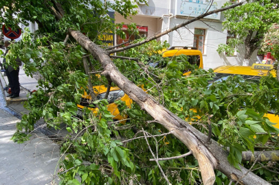 Çanakkale'de fırtınada kırılan ağaç dalı araçların üzerine devrildi