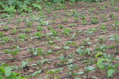 Bursalı akademisyenden çiftçilere kamu spotu ve eğitim önerisi