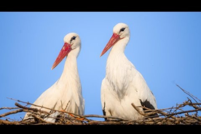 Ünü Bursa'dan dünyaya yayılan Yaren leyleğe müjde! İlk yavru yumurtadan çıktı