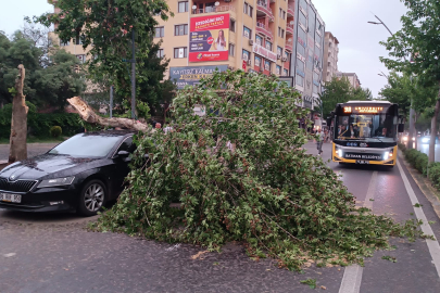 Batman'da şiddetli rüzgarın devirdiği ağaç park halindeki aracın üzerine düştü
