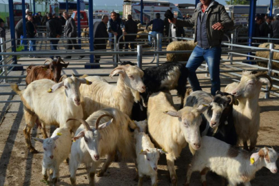 Bursa'nın komşusunda şap alarmı! Bütün hayvan hareketleri durduruldu...