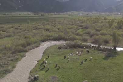 Hakkari Yüksekova'da karların erimesiyle ovalar yeşile büründü