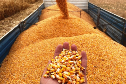 Mısır ithalatı için 1 milyon tonluk tarife kontenjanı açıldı