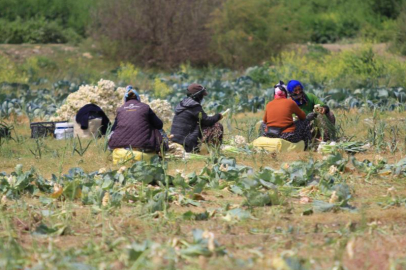 Bursa'da çiftçiler mağdur oldu! DSİ 'çıkın' diyor, onlar süre istiyor: Yazık olacak...