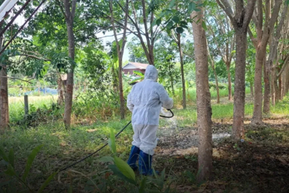 Tayland’da 30 yıl sonra bir ilk! Şarbon kaynaklı ölüm bildirildi