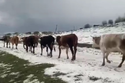 Tokat'ta yayladaki sürülerin dolu yağışında zorlu anları kameraya yansıdı