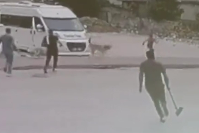 Adana'da sokak köpekleri çocuğa saldırdı