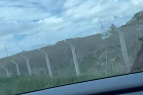 Yozgat'ta tel örgüler arasında mahsur kalan karaca ne tarafa kaçacağını bilemedi