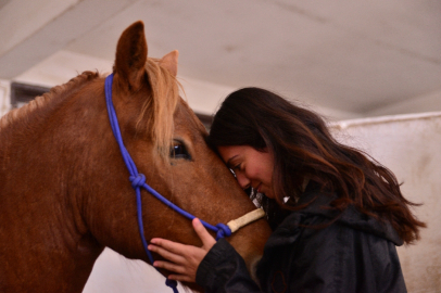 Bursa'da köpek eğitiminde kullanılan ‘clicker’ ile atları eğitiyorlar