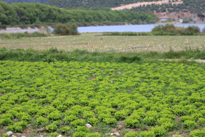 DSİ'den Bursa'da göl havzasındaki "yasa dışı" tarıma ilişkin açıklama!