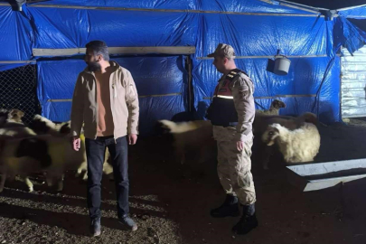 Kilis İl Jandarma Komutanlığı kayıp küçükbaş hayvanları buldu