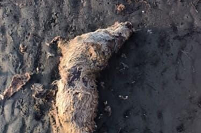 Muğla'da nesli tehlike altında olan su samuru sahilde ölü bulundu