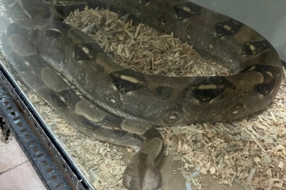 Bursa’da egzotik hayvan ticaretine darbe