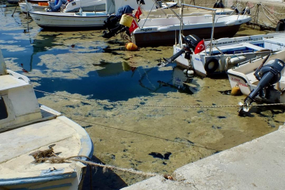 Balıkesir kıyılarında müsilaj görüldü
