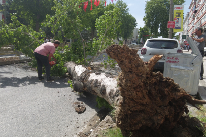 Edirne'de devrilen ağaç yolu trafiğe kapattı