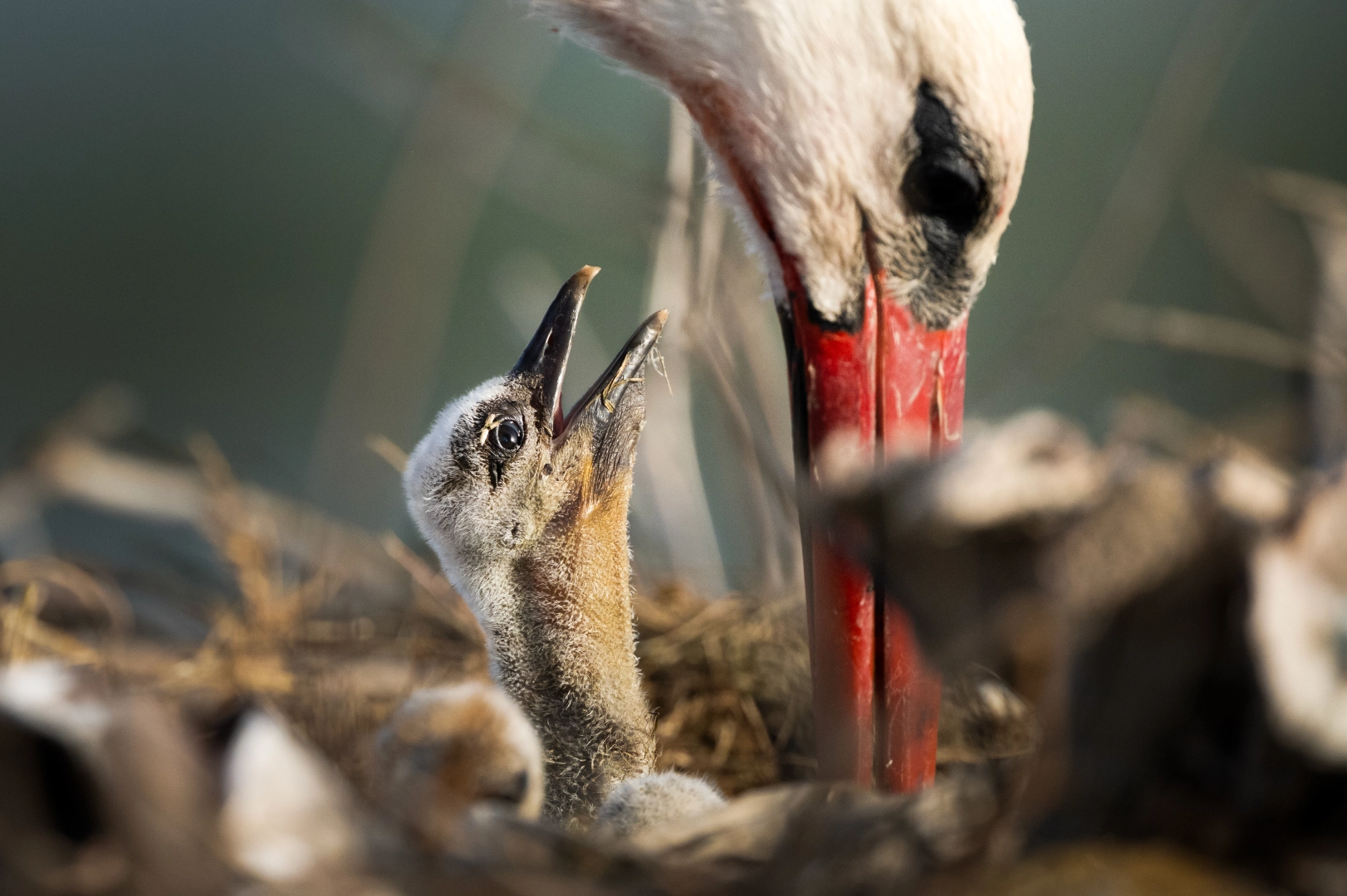İşte Bursa'nın Yaren leyleğinin yavruları