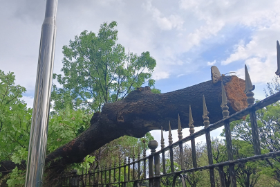 Ankara'da fırtına ağaçları devirdi